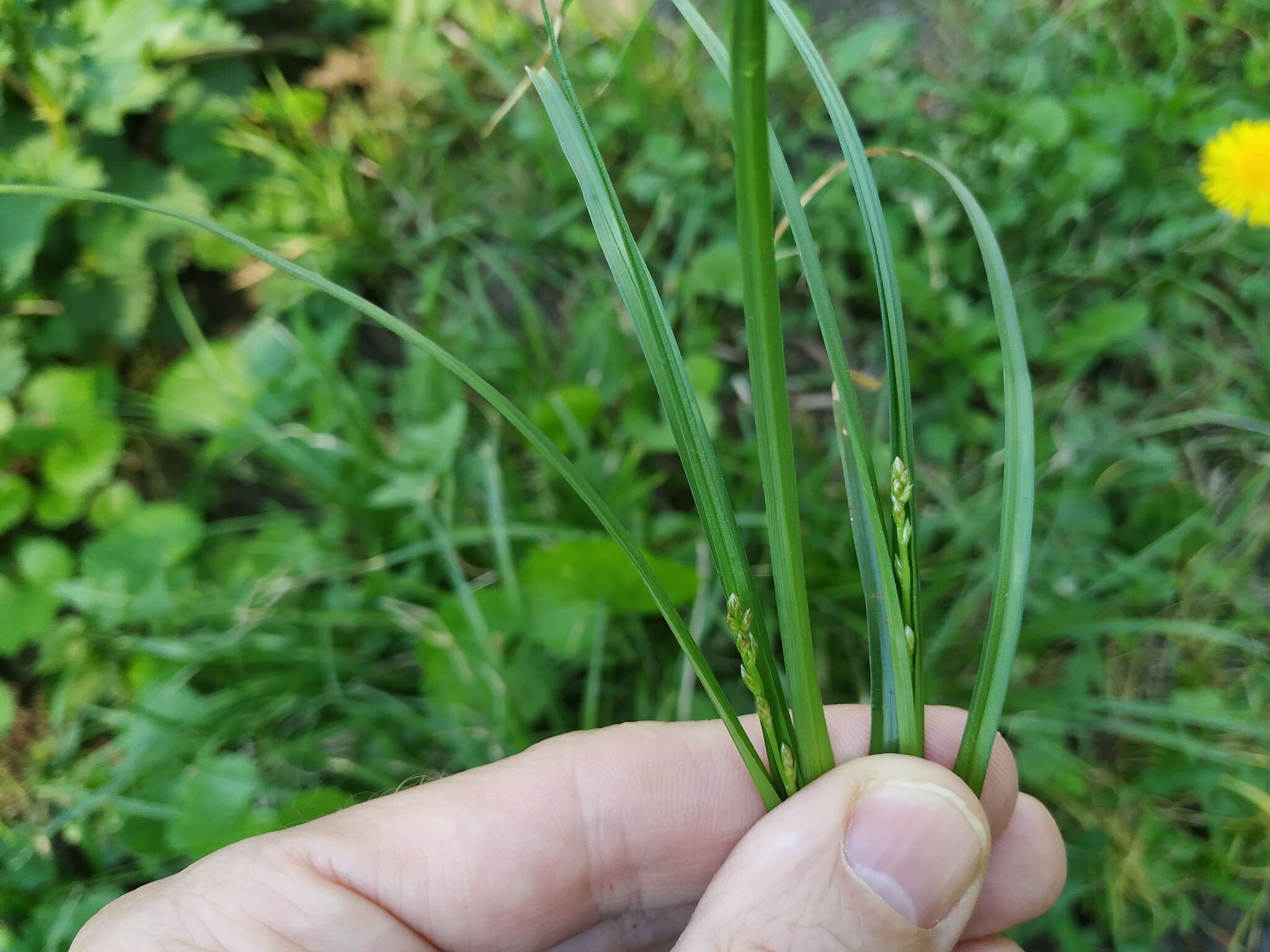 Image de Carex spicata Huds.