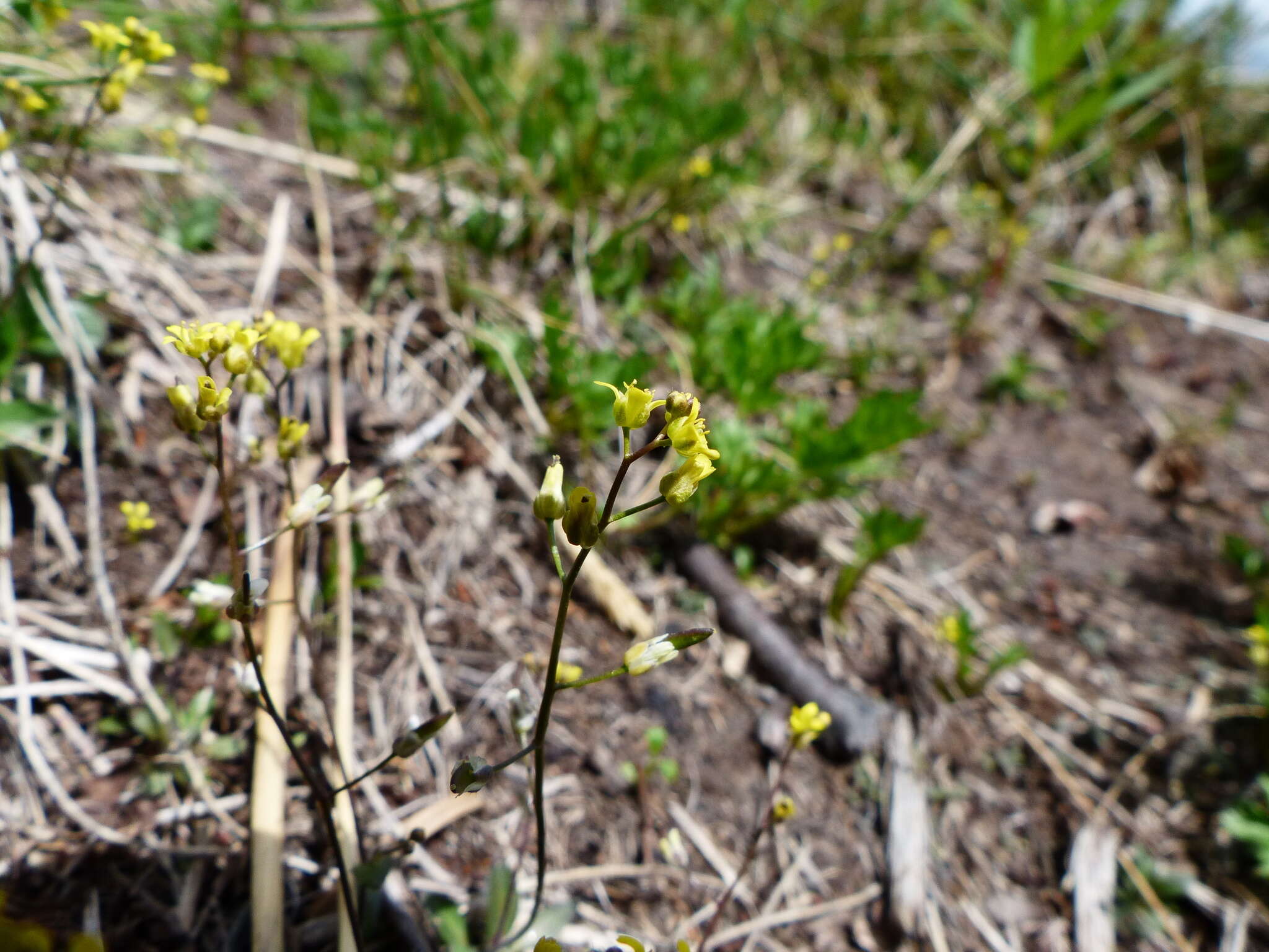 Image of Alaska Whitlow-Grass