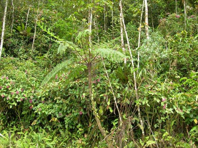 Image of Pitcher plant