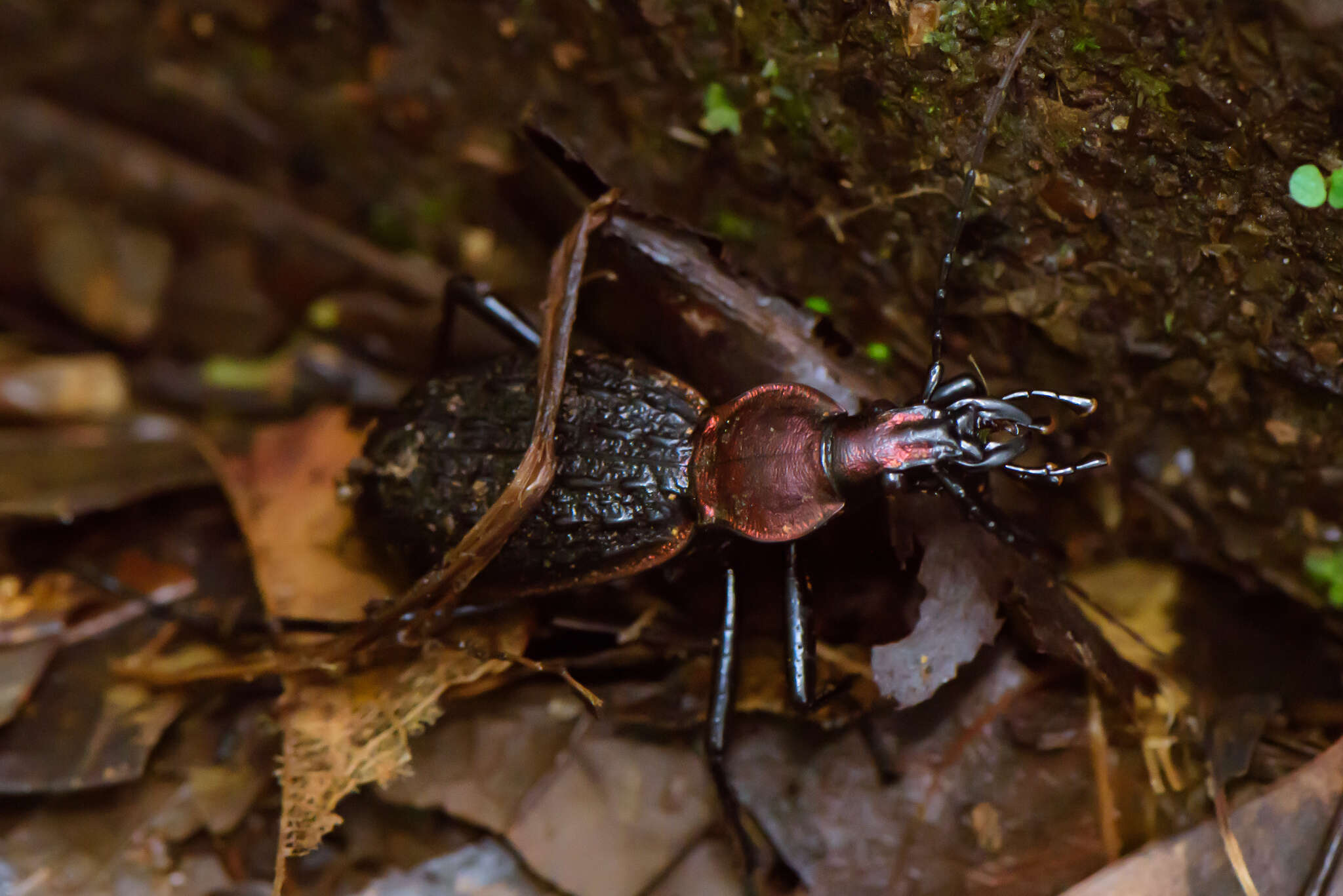 Image of Carabus (Coptolabrus) nankotaizanus Kano 1932