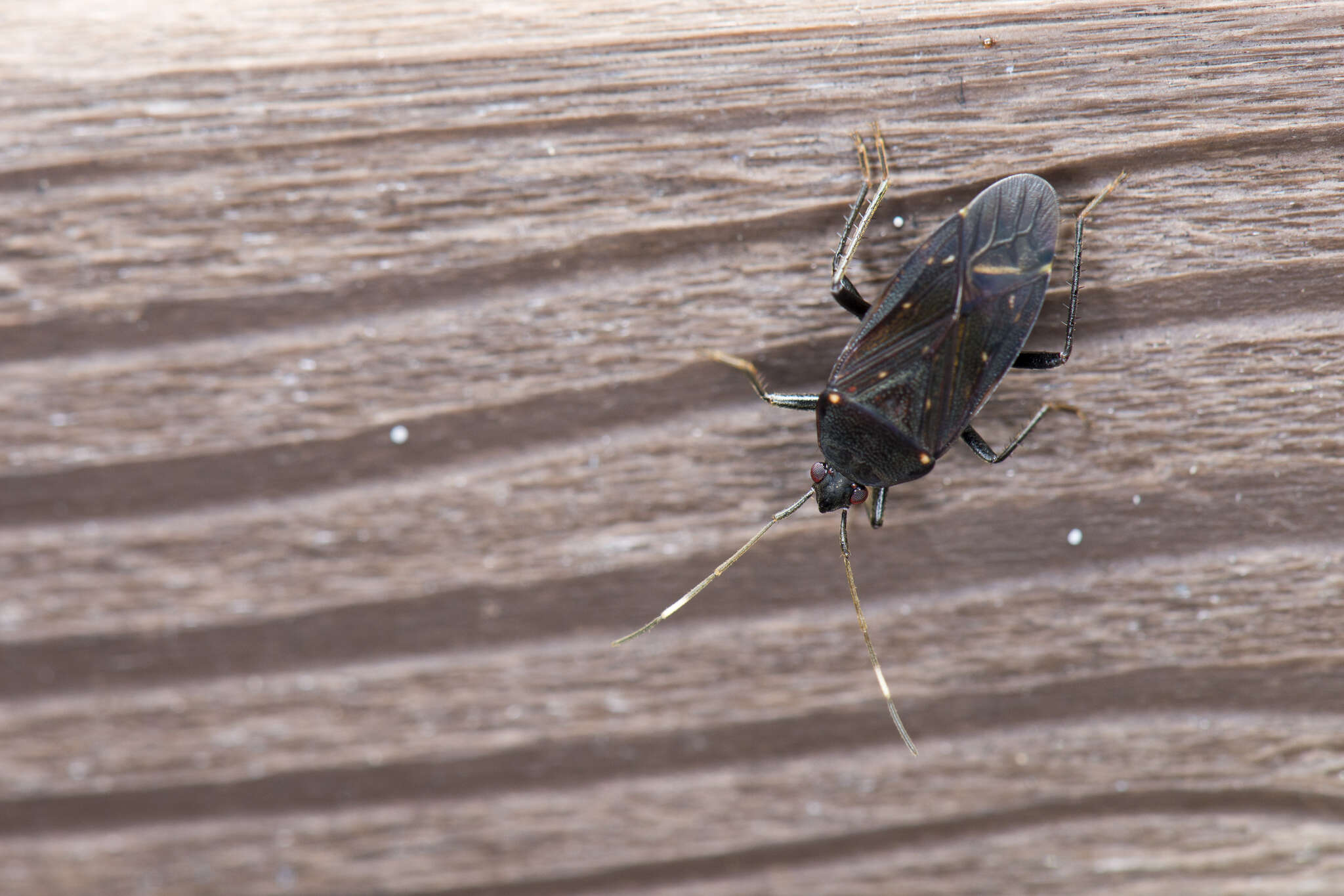 Image of Neolethaeus assamensis (Distant & W. L. 1901)