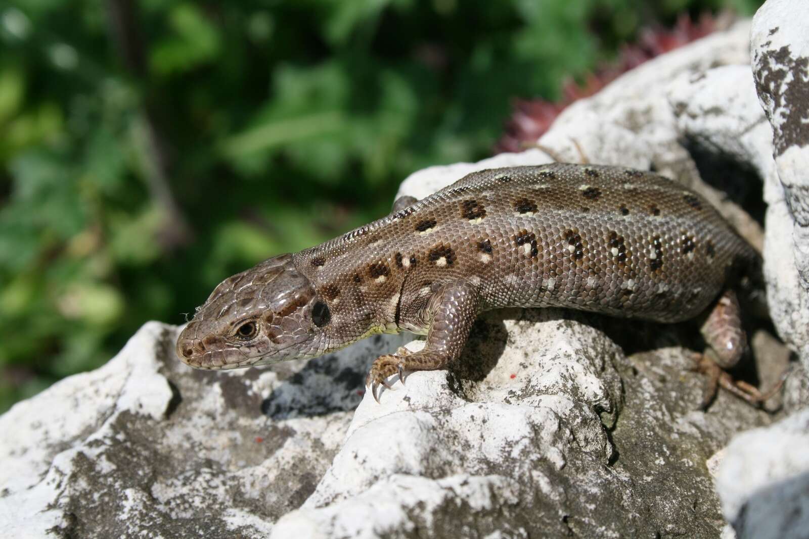 Image of Lacerta agilis agilis Linnaeus 1758