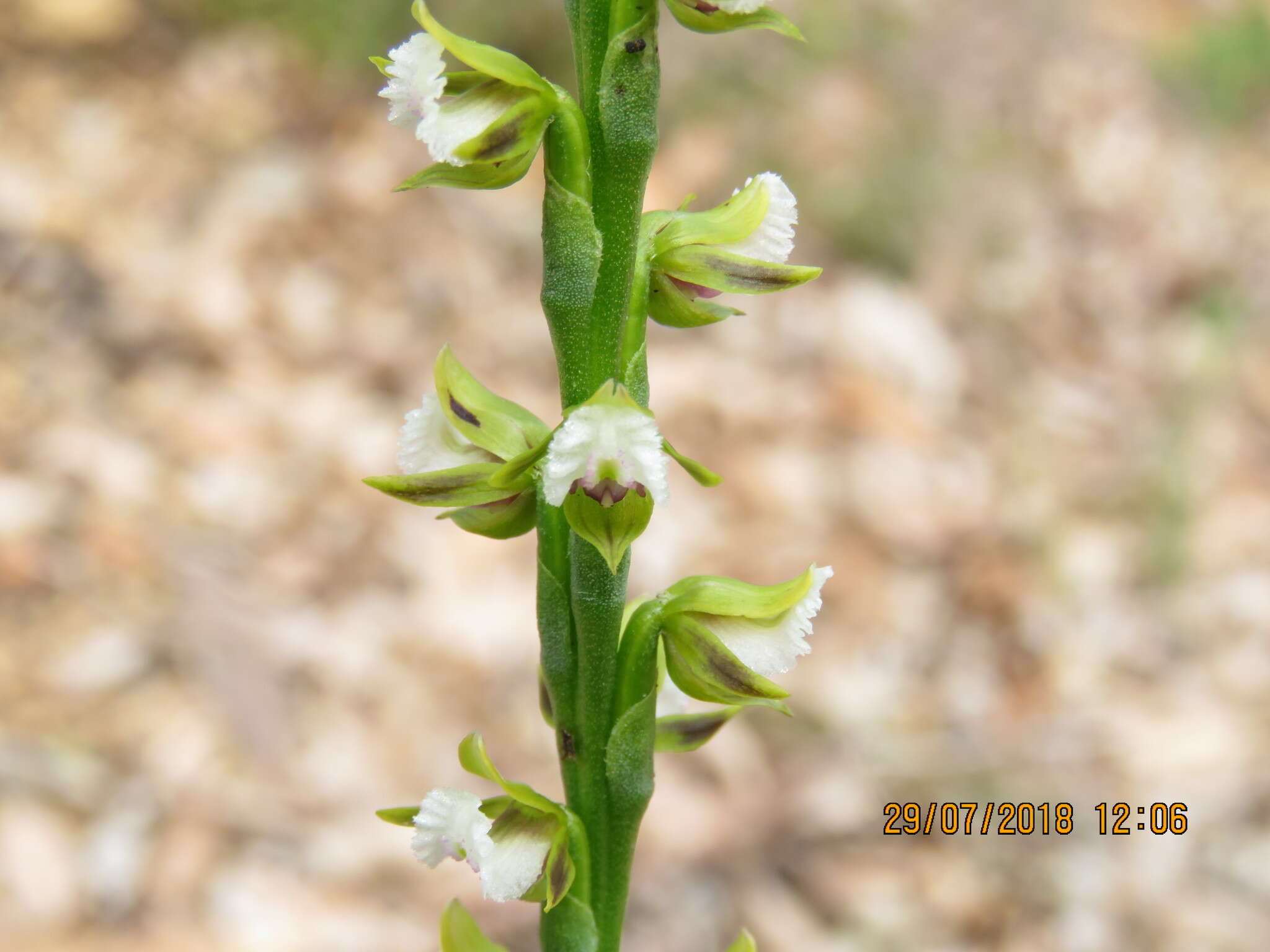 Imagem de Prasophyllum fimbria Rchb. fil.