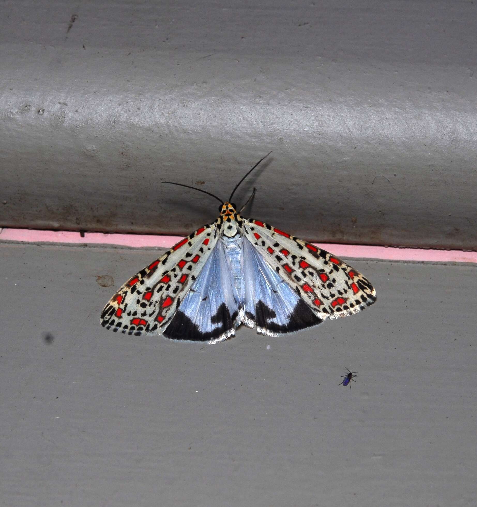 Image of Utetheisa pulchelloides Hampson 1907