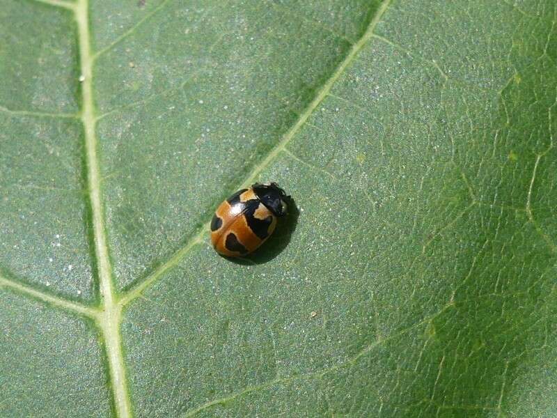 Image of Coccinella hieroglyphica kirbyi Crotch 1874