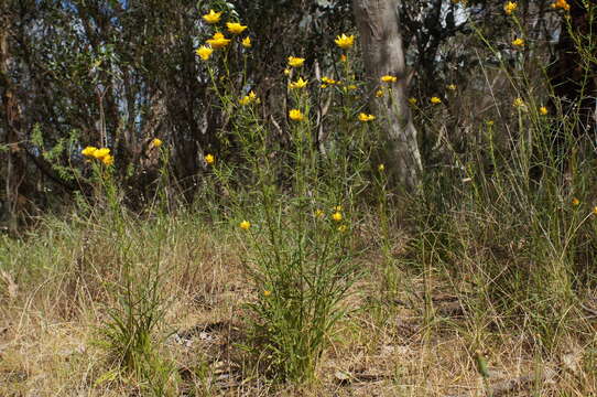 Image of Xerochrysum viscosum