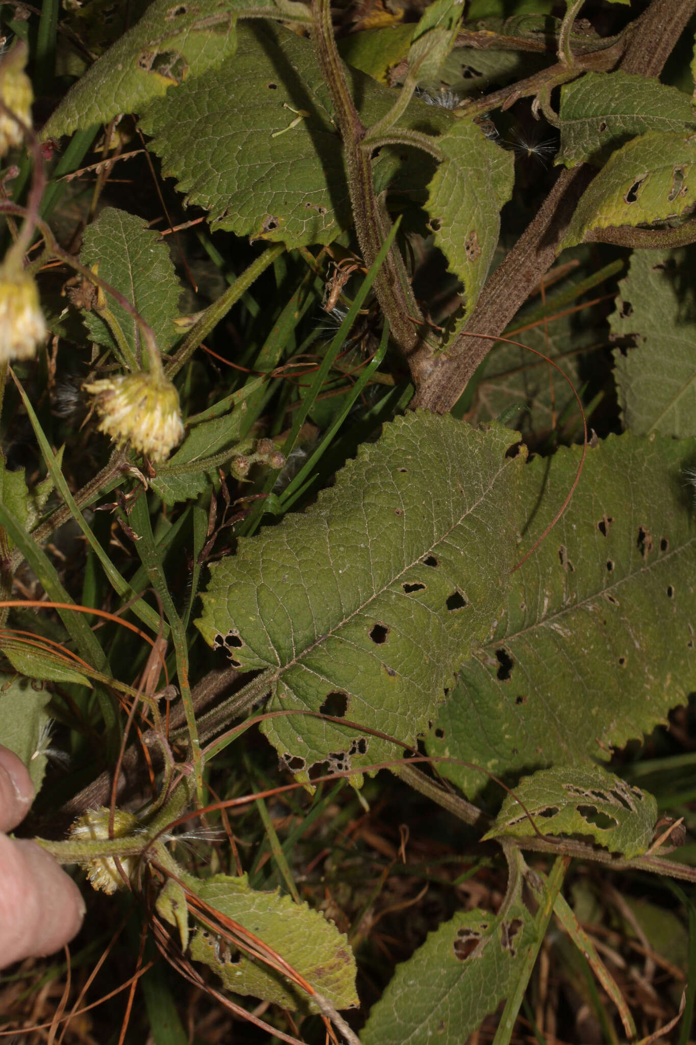 Image de Aetheolaena loeseneri (Hieron.) Nordenstam