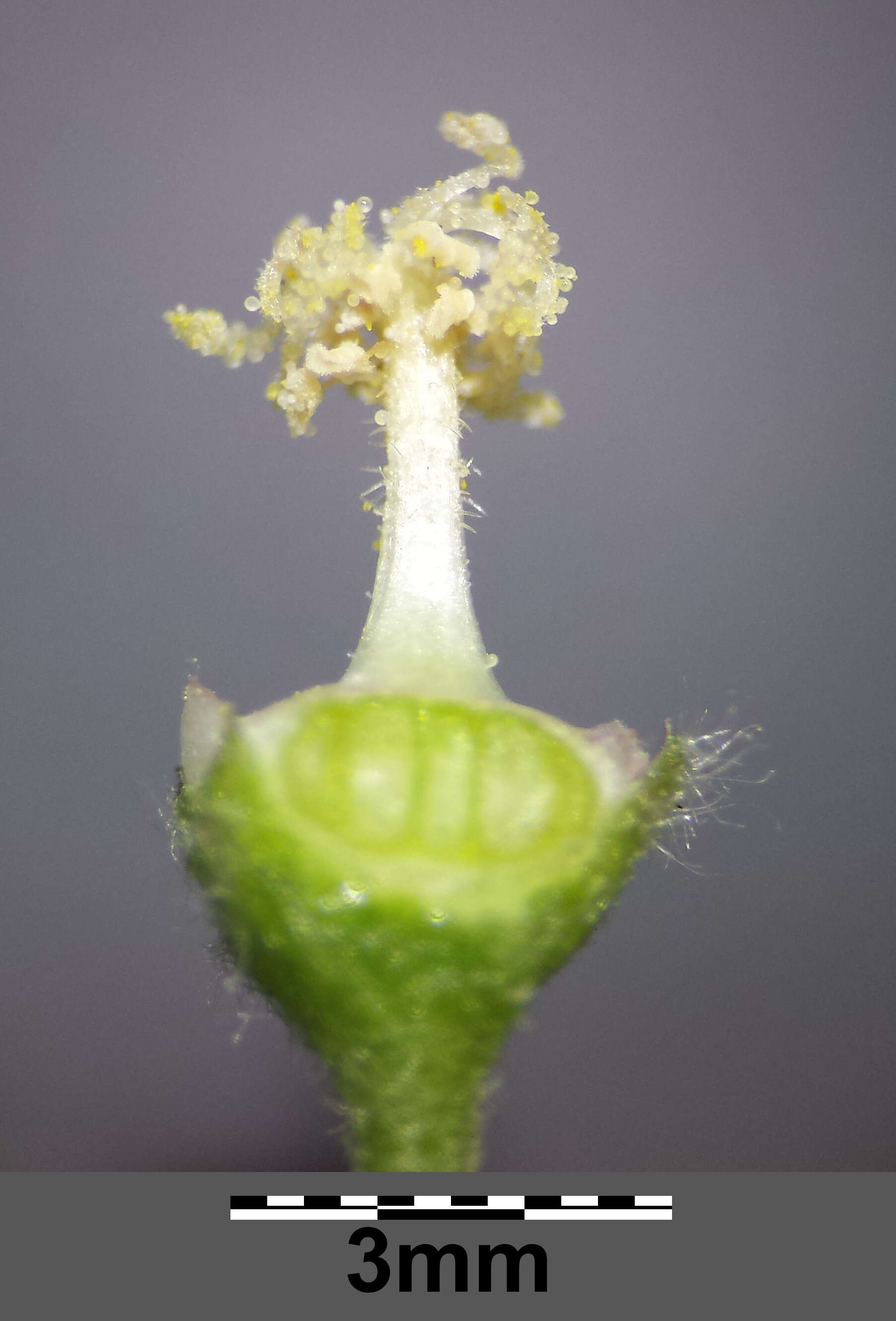 Image of cluster mallow