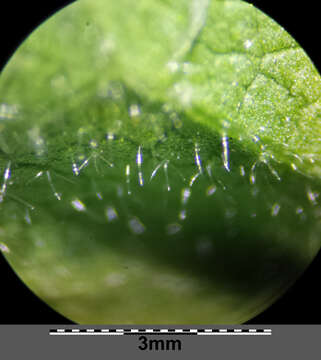 Image of cluster mallow