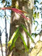 Image of Billbergia distachia (Vell.) Mez