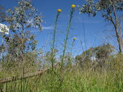 Plancia ëd Xerochrysum viscosum