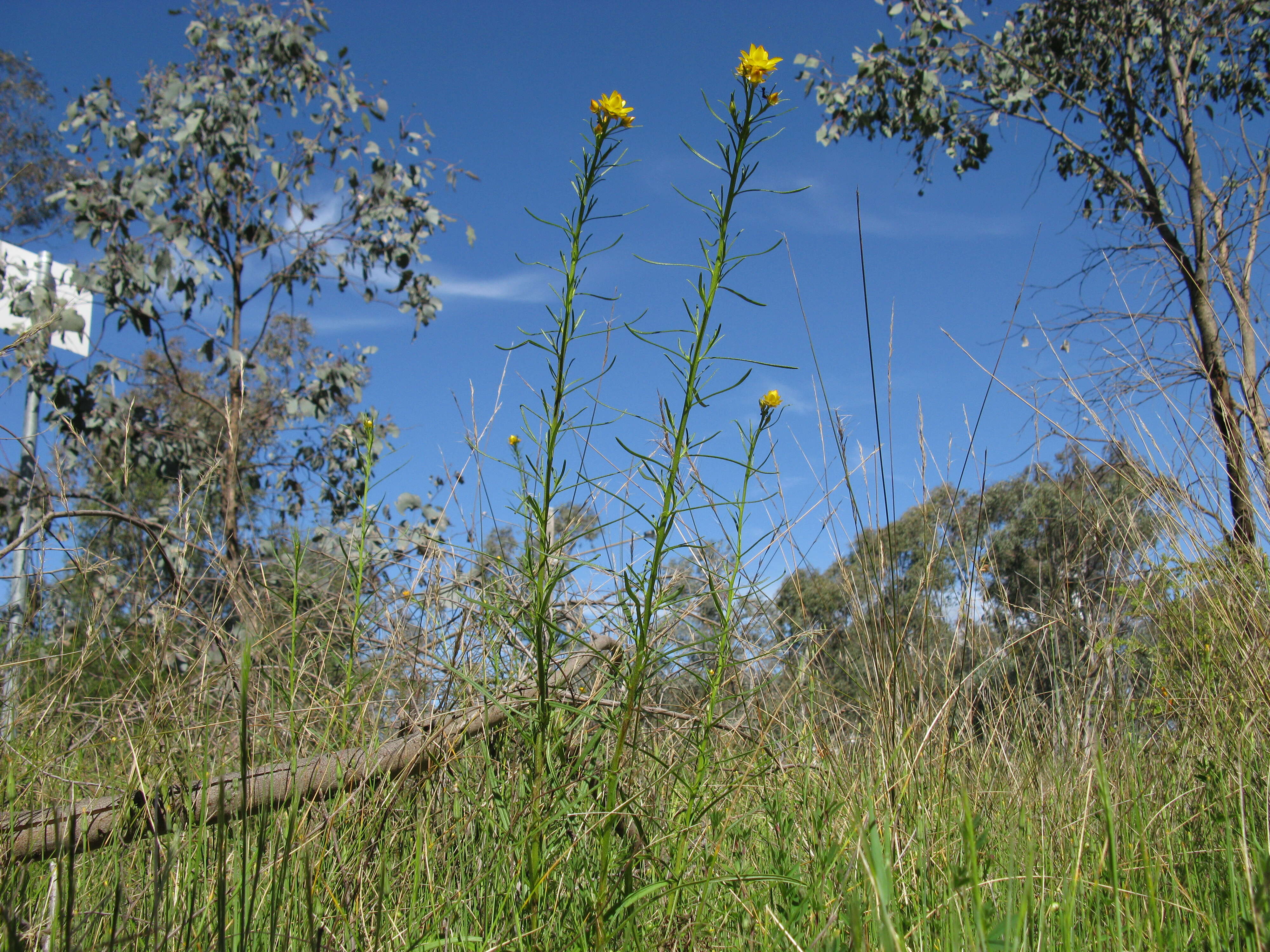 Plancia ëd Xerochrysum viscosum