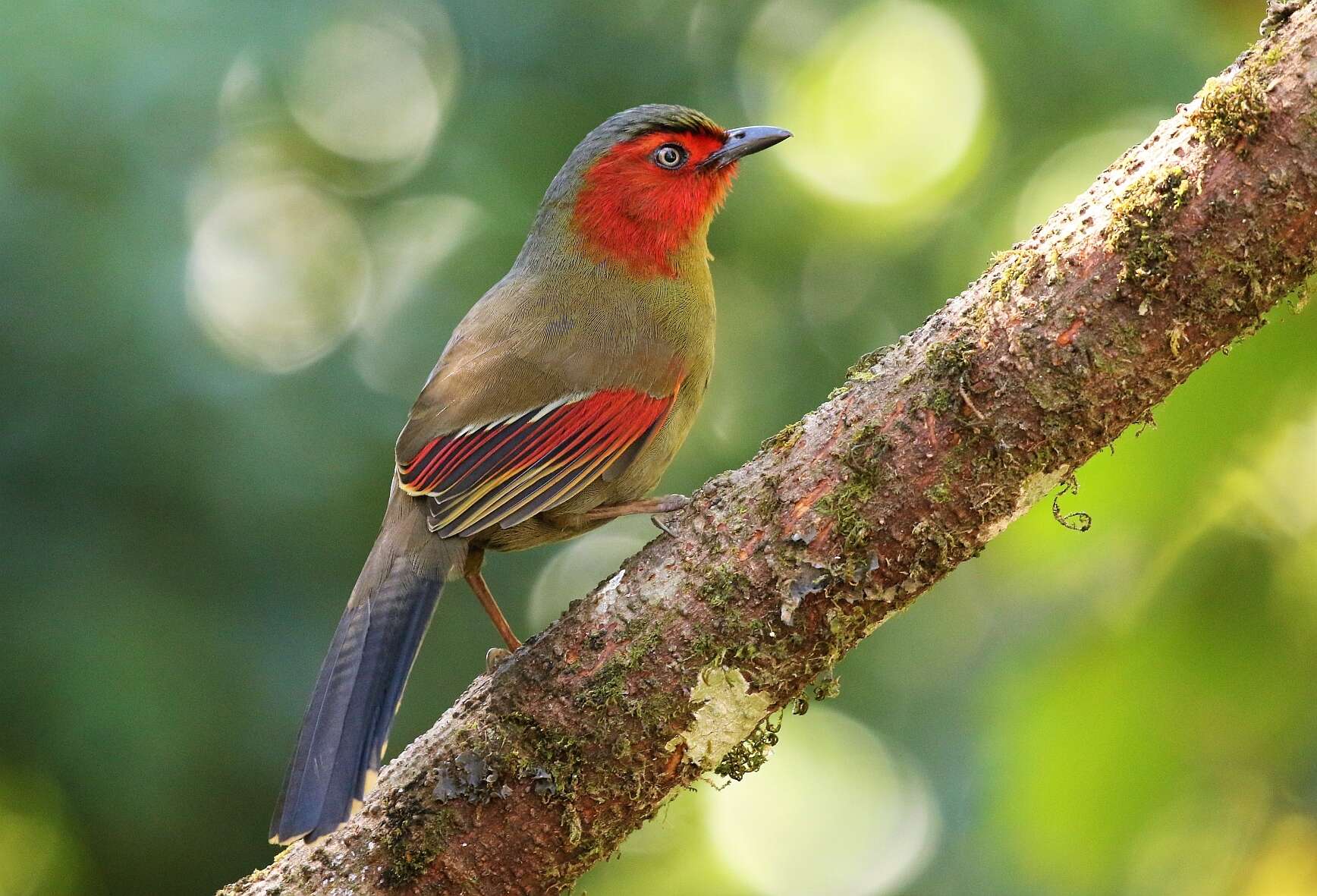 Image of Crimson-winged Liocichla