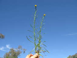 Image of Xerochrysum viscosum