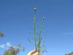 Image of Xerochrysum viscosum