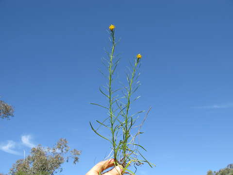 Plancia ëd Xerochrysum viscosum