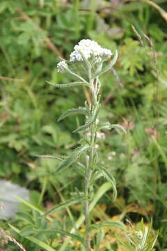 Image of Achillea alpina subsp. camtschatica (Heimerl) Kitam.