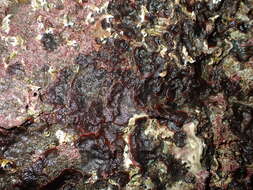 Image of Red ripple bryozoan