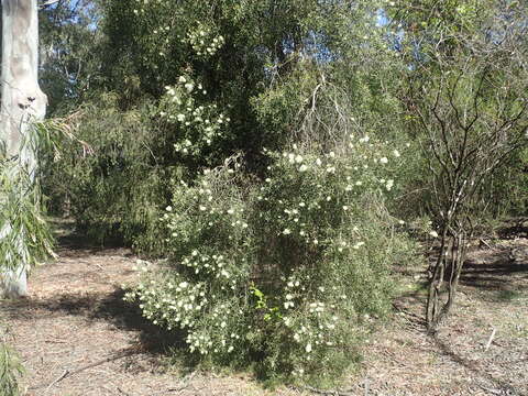 Imagem de Melaleuca groveana Cheel & C. T. White