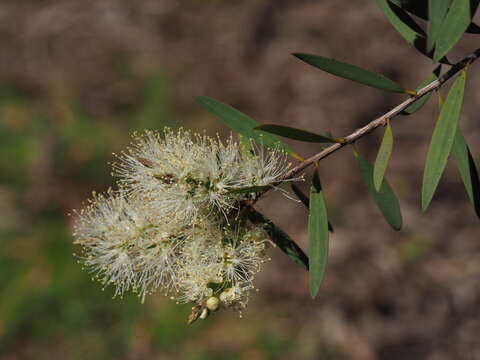 Image of Melaleuca groveana Cheel & C. T. White