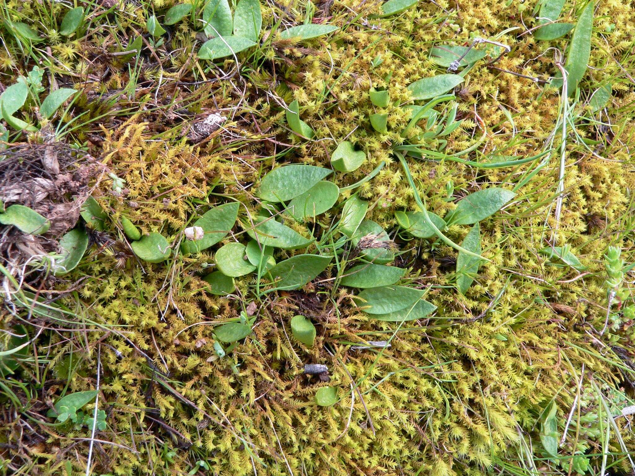 Слика од Ophioglossum lusitanicum L.