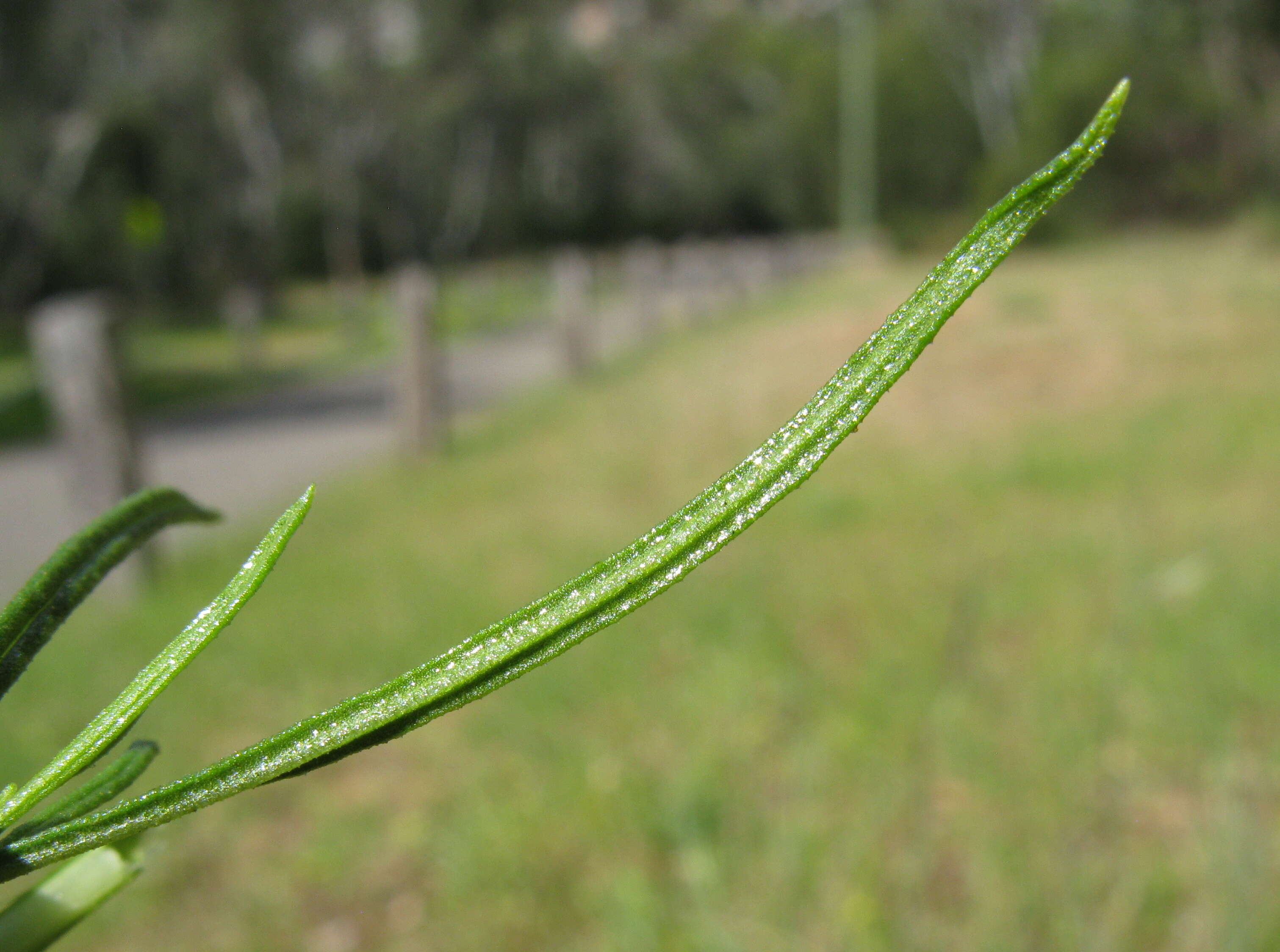 Plancia ëd Xerochrysum viscosum