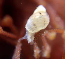 Image of Iselica ovoidea (Gould 1853)