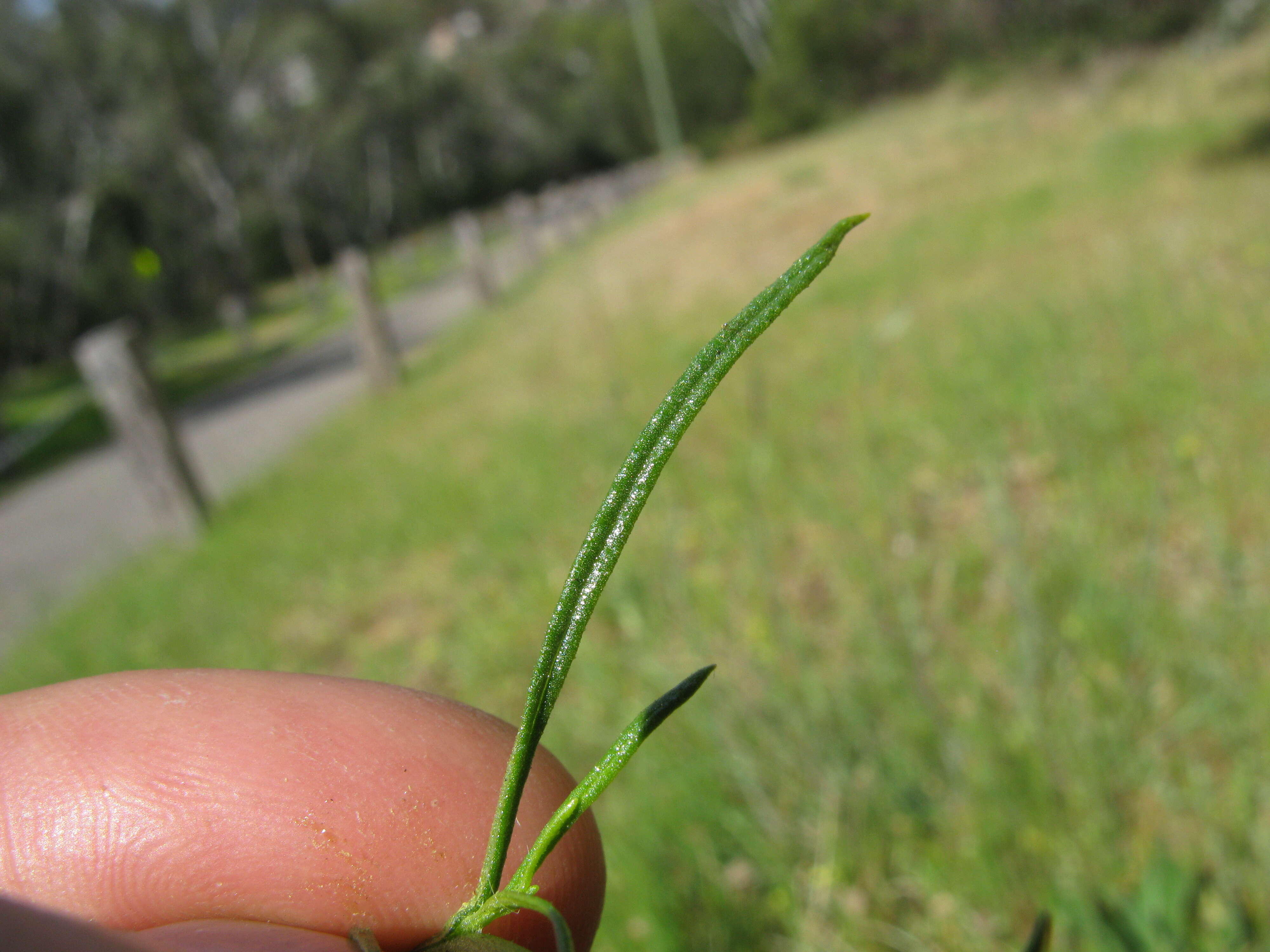 Plancia ëd Xerochrysum viscosum