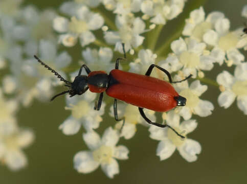 Image of Anthocomus rufus