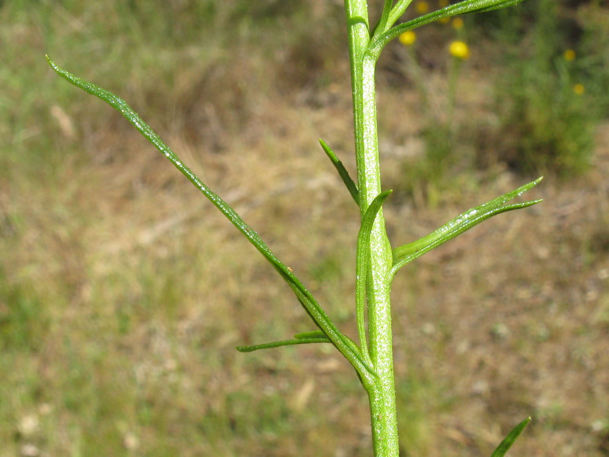 Plancia ëd Xerochrysum viscosum