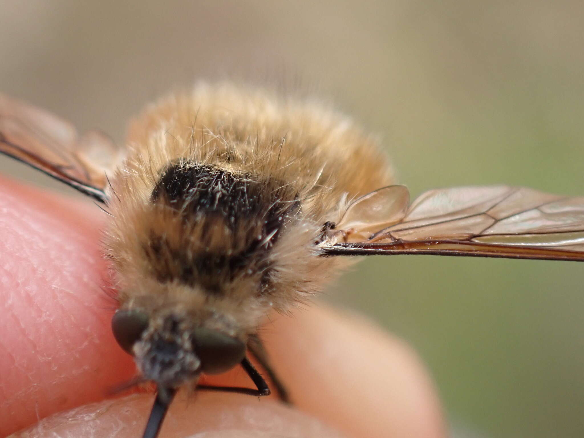 Image of Bombylius venosus Mikan 1796