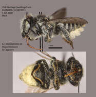 Megachile brevis Say 1837 resmi