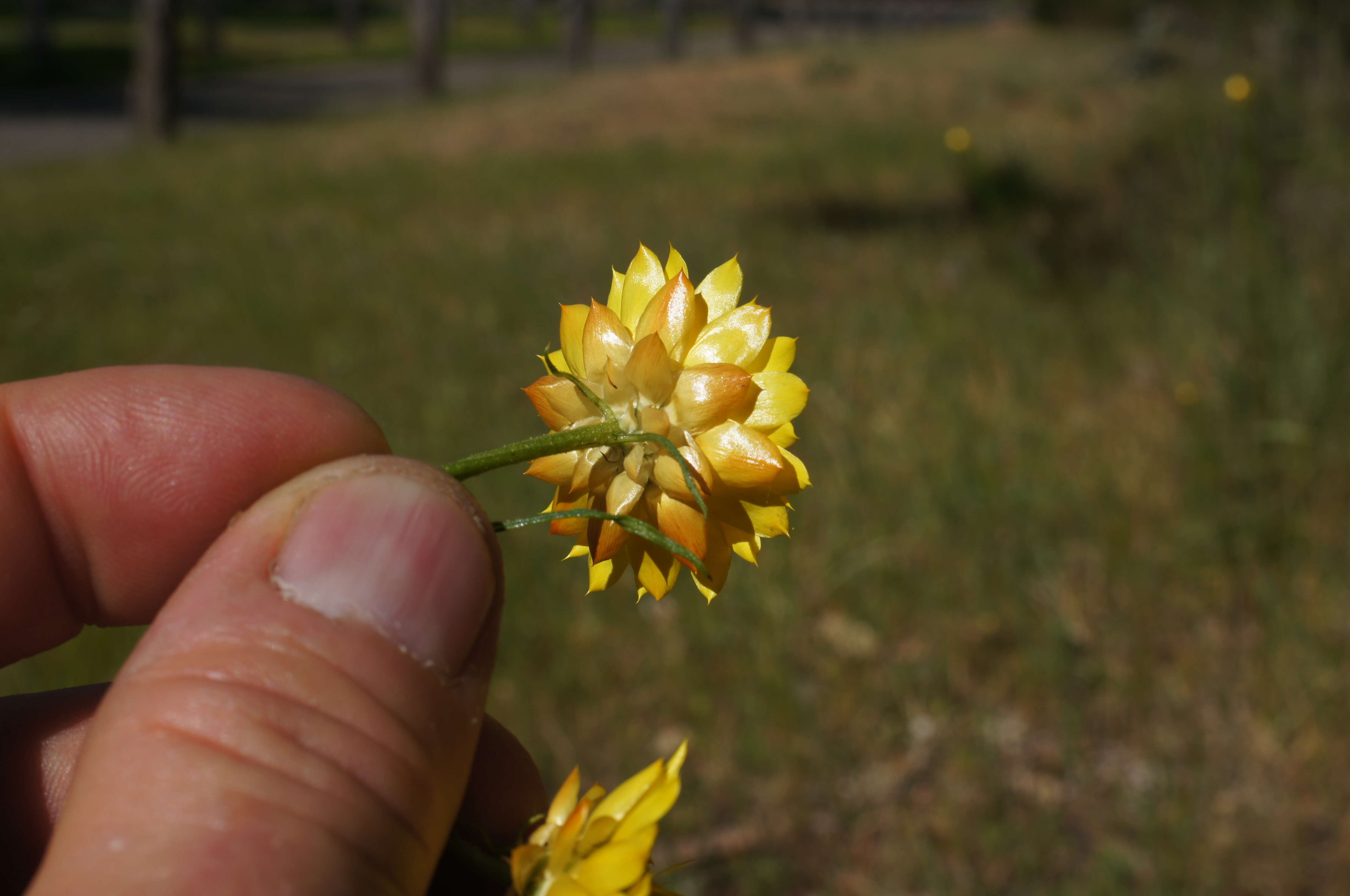 Image of Xerochrysum viscosum