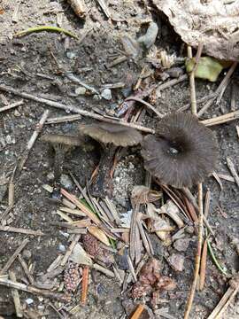 Image of Arrhenia rainierensis (H. E. Bigelow) Redhead, Lutzoni, Moncalvo & Vilgalys 2002