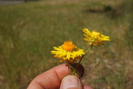 Plancia ëd Xerochrysum viscosum