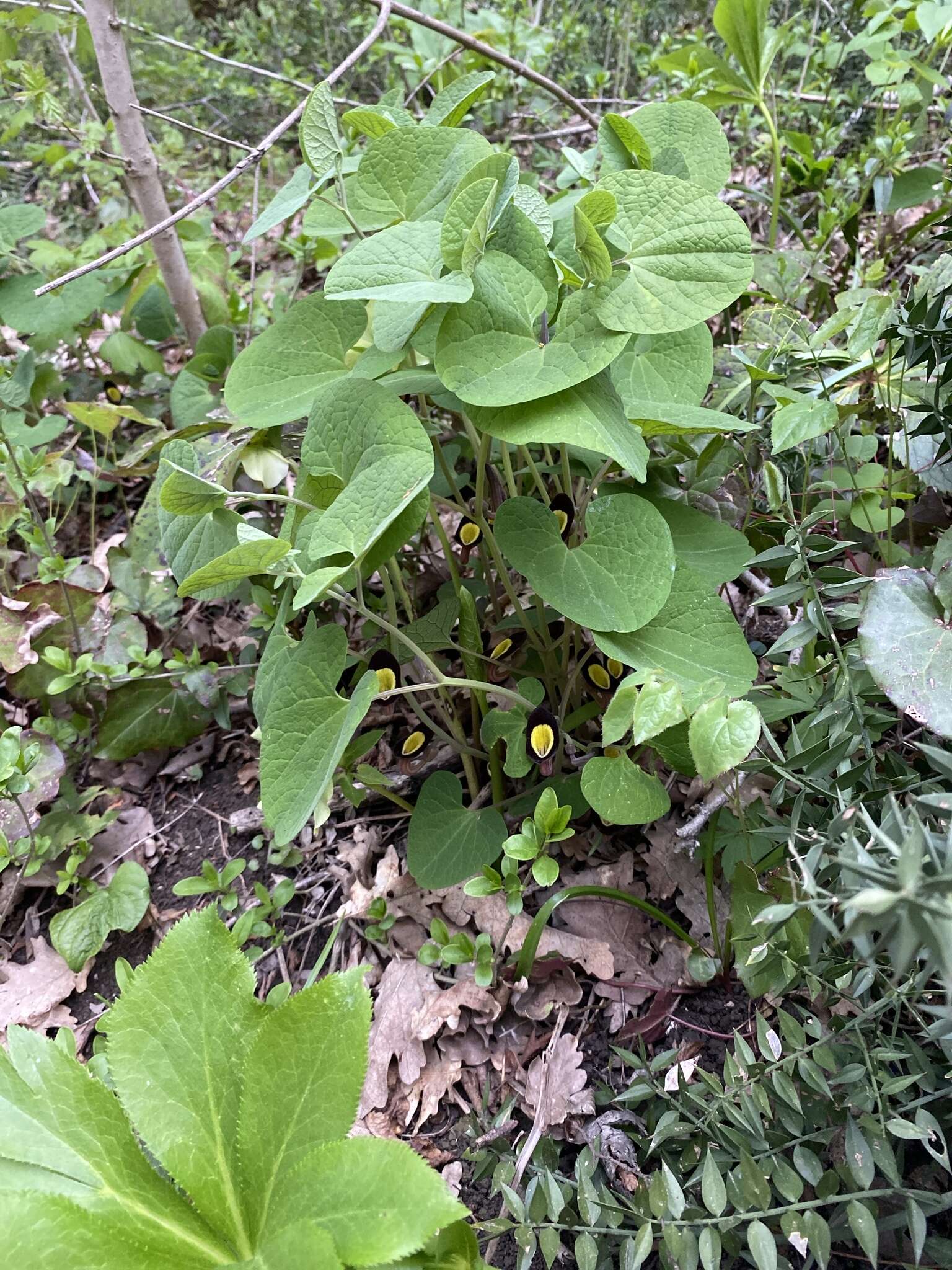 Image of Aristolochia steupii Woronow