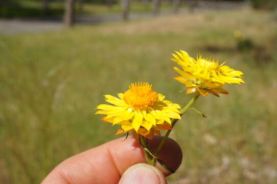 Plancia ëd Xerochrysum viscosum