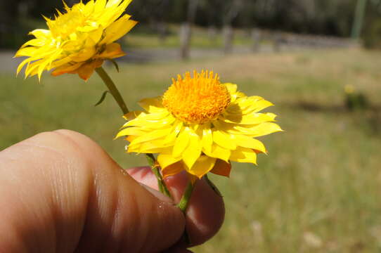 Plancia ëd Xerochrysum viscosum