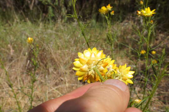 Plancia ëd Xerochrysum viscosum