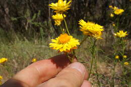 Plancia ëd Xerochrysum viscosum