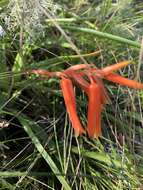 Aloe soutpansbergensis I. Verd. resmi