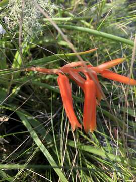 Image of Aloe soutpansbergensis I. Verd.