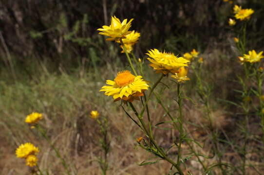 Plancia ëd Xerochrysum viscosum