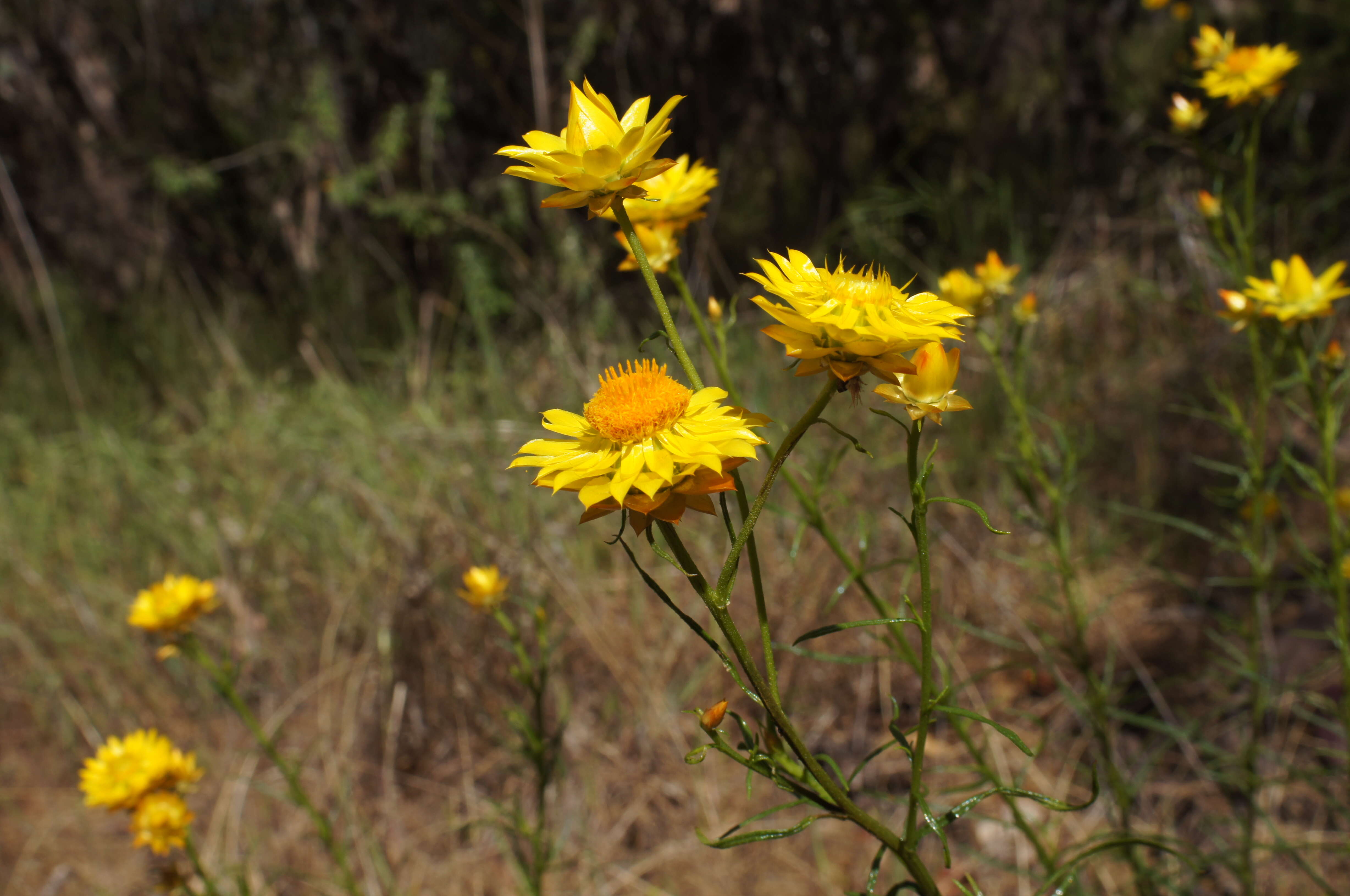 Plancia ëd Xerochrysum viscosum