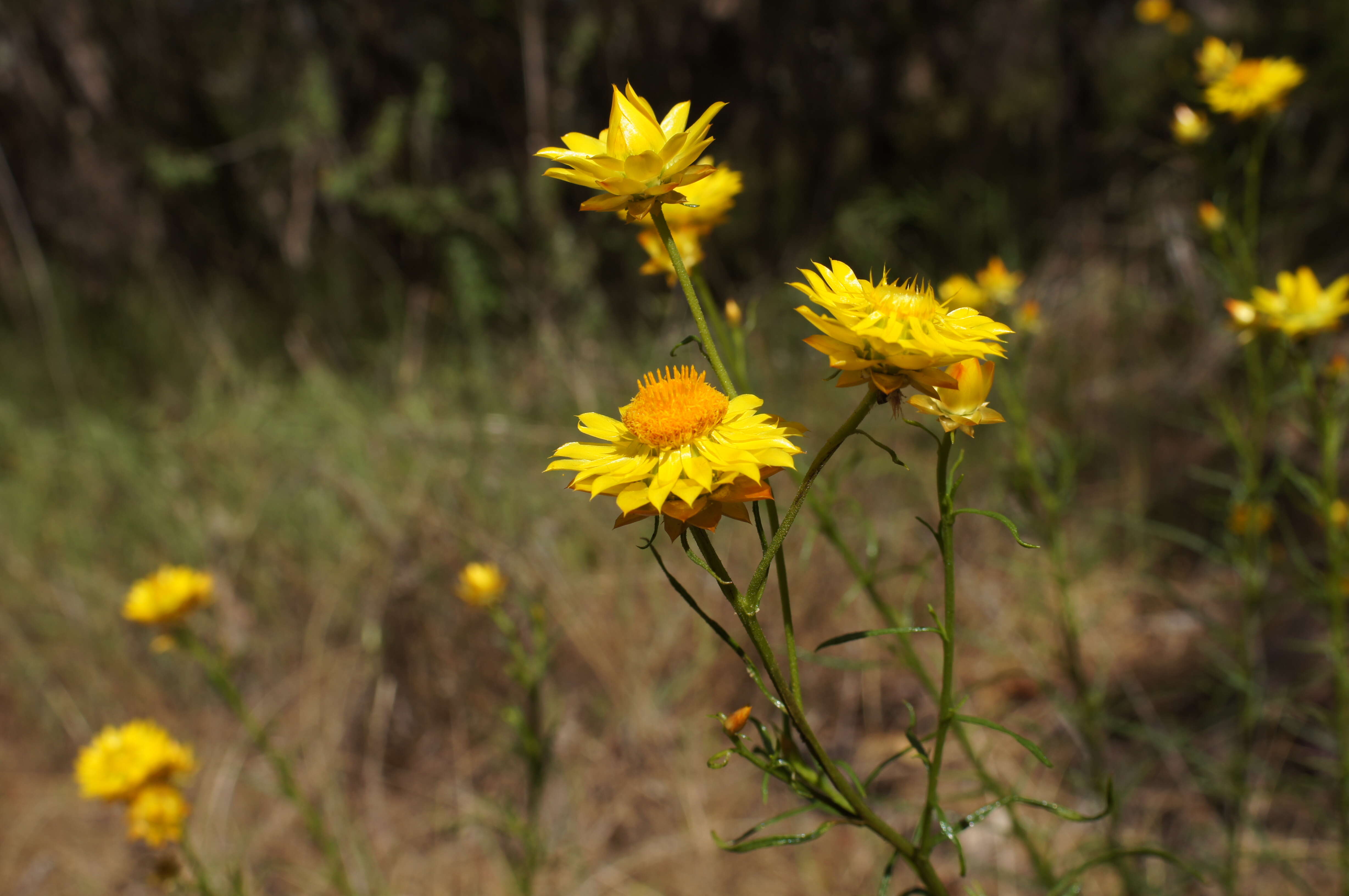 Plancia ëd Xerochrysum viscosum