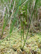 Image of pod-grass family