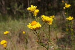 Plancia ëd Xerochrysum viscosum