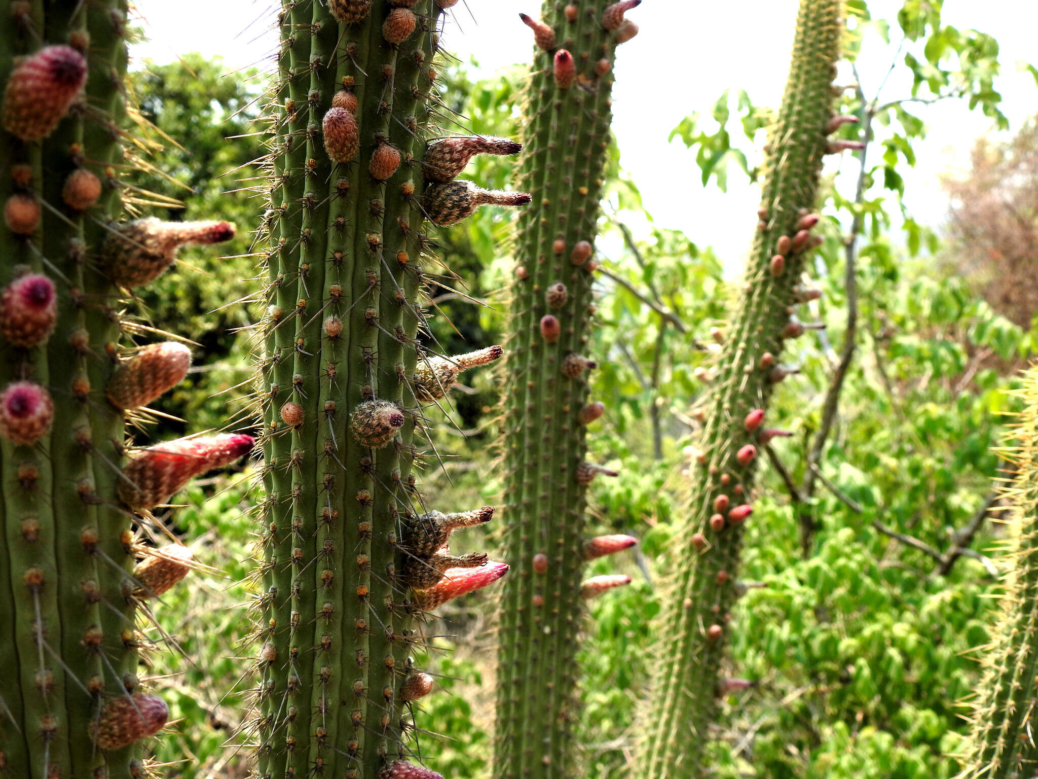 Plancia ëd Cleistocactus parviflorus (K. Schum.) Rol.-Goss.