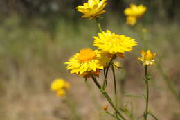 Plancia ëd Xerochrysum viscosum