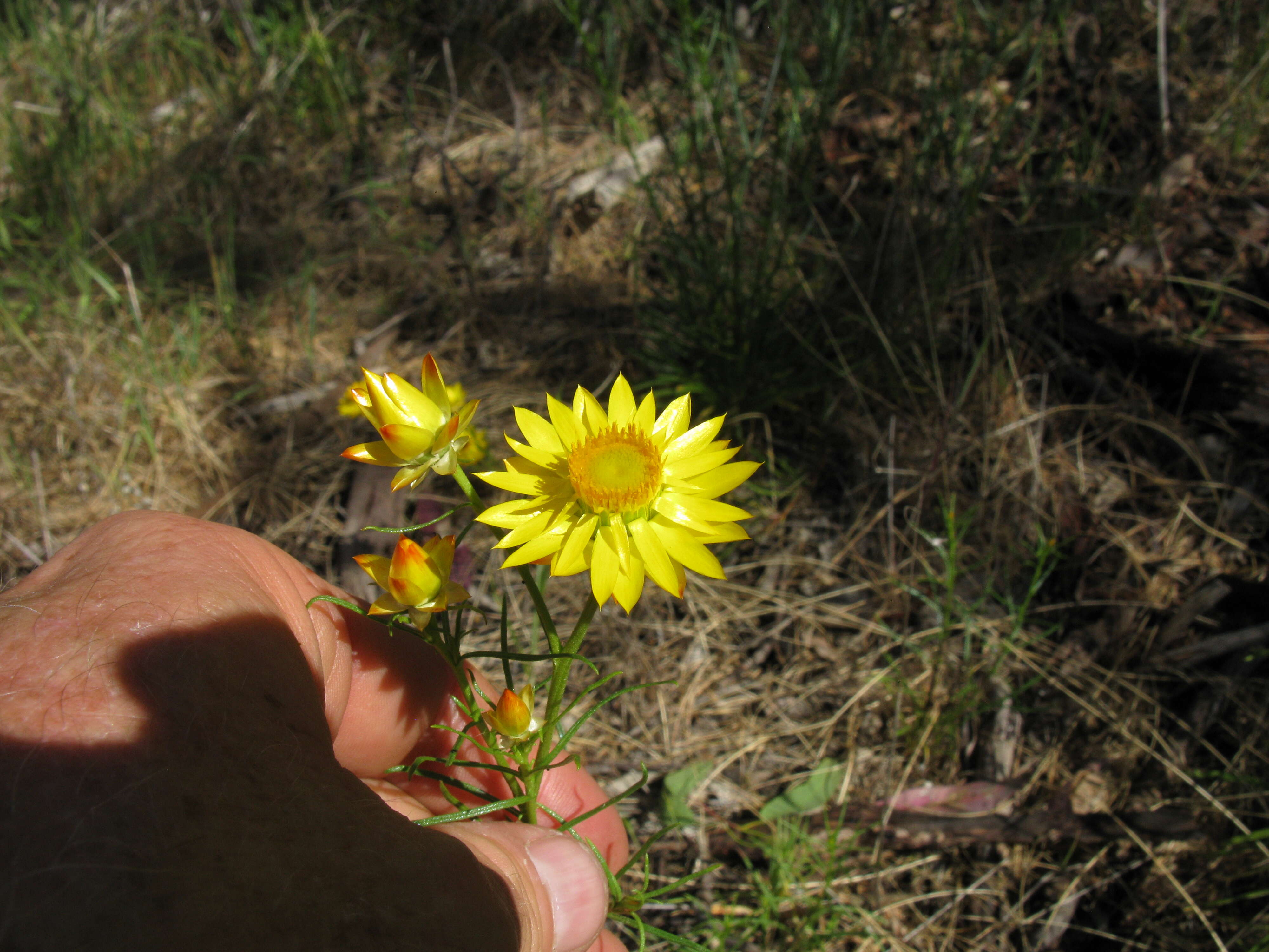 Plancia ëd Xerochrysum viscosum